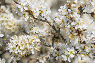 Close-up of a flowering blackthorn hedge near Stadecken-Elshiem/Germany in Rhineland-Palatinate