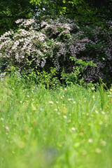 Abelia bush witth light pink flowers. Selective focus.