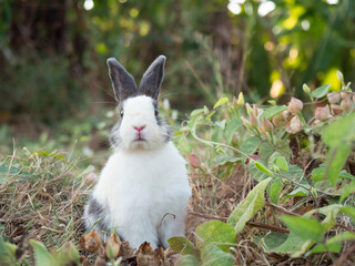 Black and white rabbit at green meadow. Lovely action of young rabbit in field.
