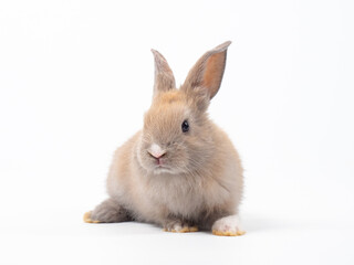 Obraz premium Front view of baby grey rabbit standing on white background. Lovely action of baby rabbit.