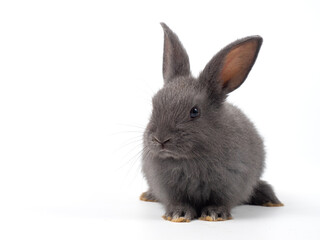 Front view of baby black rabbit standing on white background. Lovely action of baby rabbit.