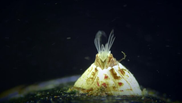 Barnacle or Bay Barnacle (Amphibalanus improvisus) move its legs to filter water, extreme close-up, dark background, rear view.