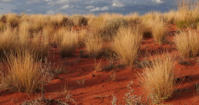 Outback Australia Red Desert Landscape Sand and Dry Arid Grasslands