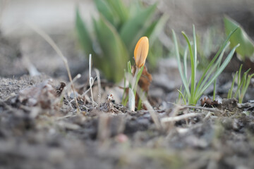 Spring blossoming tulip in garden, springtime, floral card, selective focus