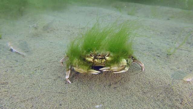 Flying swimming crab (Liocarcinus holsatus): Older crabs rarely change shell, so they often become overgrown with algae and invertebrates, which in turn cause itching.