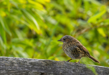 Dunnock 