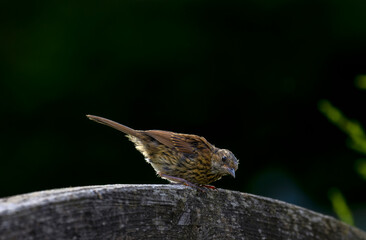 Dunnock 