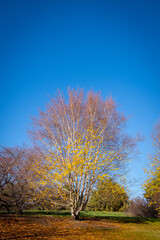 Beautiful autumn tree and leaves under blue skies