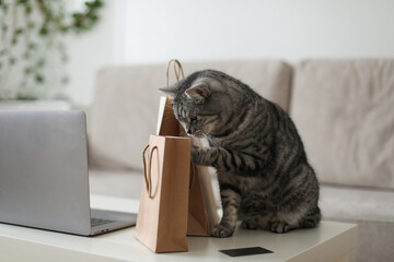 A gray tabby cat looking at craft paper bags at home. Delivery, Shopping concept, environmental...