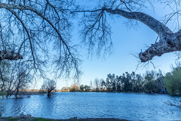 centipede pond