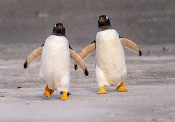 Pair of Gentoo penguins walking on beach to sea at Bluff Cove Falkland Islands © steheap