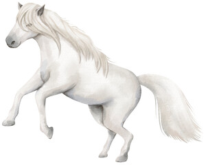 Fototapeta na wymiar watercolor white horse