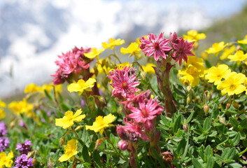 Mountain flowers Ranunculus montanus with Sempervivum montanum or Houseleeks growing in the meadow. Aosta valley, Italy.