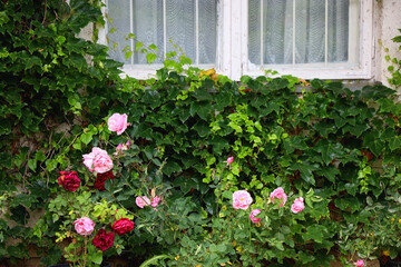 Cottage with rustic window and wall covered with vine. Pink roses growing in the garden. Selective focus.