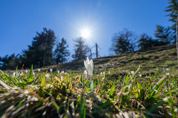 Crocus in springtime