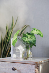 house plants in interior, green flowers in pots on bedside table. care for home plants to water and replant. humidification of indoor air in winter, steam heating