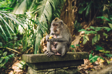 Wild monkey sitting with baby