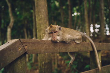 Calm monkey on wooden railing