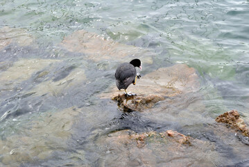 Isolated Coot Bird in Clear Waters of Lake Garda 