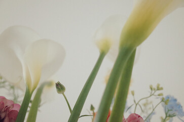 tulip flower
