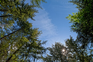 Trees against the blue sky.
