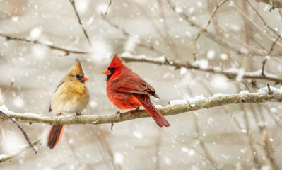 Cardinals in the snow
