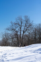 Scenic view of Akfadou Forest in Bejaia covered by snow