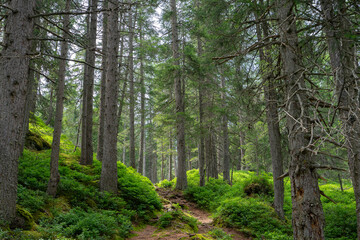 Forest with a path through the moss ground