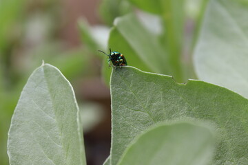 Dead nettle leaf bug, on broad bean plant, landscape