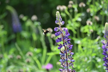 Closeup of a bee and lupine