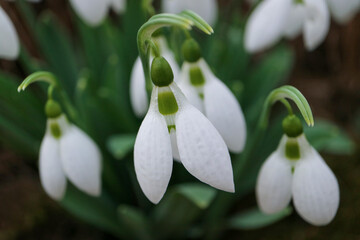 First Snowdrops In The Garden