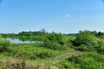 Fototapeta na wymiar L'étang entouré de végétation sauvage en été à la réserve naturelle Mechels Broek au sud-est de Malines 