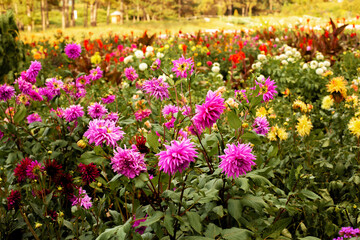 Obraz premium Wonderful flowering of multi-colored varietal dahlias. Gorgeous plants blossom in the garden