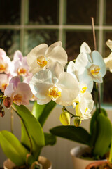 Fototapeta na wymiar Beautiful white and pink phalaenopsis orchids bloom indoors in sunlight