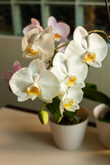 Beautiful white and pink phalaenopsis orchids bloom indoors in sunlight