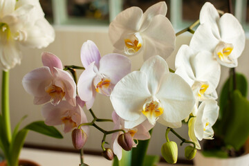 Naklejka na ściany i meble Beautiful white and pink phalaenopsis orchids bloom indoors in sunlight