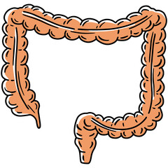 Intestine, large colon vector anatomical illustration in doodle sketch style. Digestive system and internal organs of human