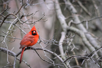 cardinal in winter