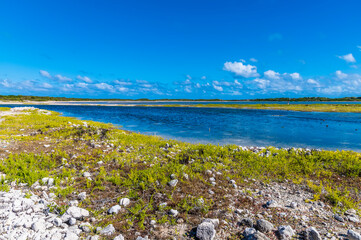A view across a nesting habitat for birds on the island of Grand Turk on a bright sunny morning