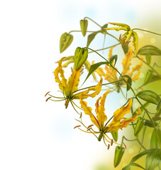 Liana Gloriosa with yellow flowers on a blur background