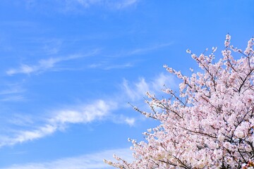 桜と青空の背景素材