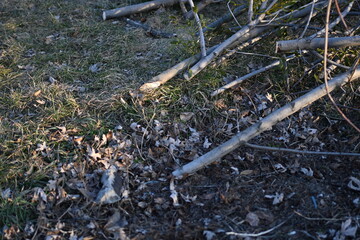 spring pruning of trees, cut tree trunks, moss-covered arbor trunks, cut branches of shrubs, mistletoe on branches, sanitary pruning of trees, trimming trees,  pruning trees, gray logs of wood