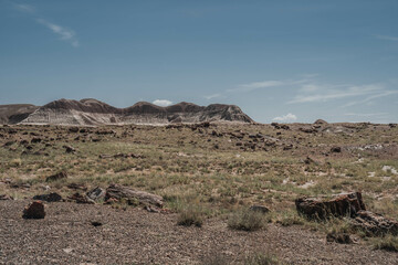Fototapeta premium Petrified tree logs in Petrified Forest and Painted Desert National Park in Arizona
