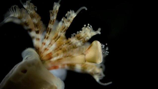 Worm Polychaeta, family Serpulidae under a microscope. Filter feeders, live in calcareous tubular shells. They have a specialized operculum that blocks entrance of their tubes. Barents sea
