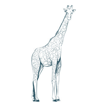 retro giraffe design