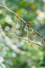 Oriental white eye on a beautiful perch