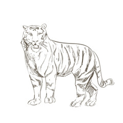 Fototapeta premium retro tiger design