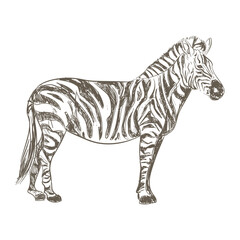 retro zebra design