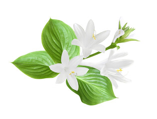 Festive flower composition isolated on transparent background. Hostas (plantain lilies).  