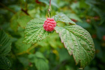 raspberries close up on green background in the garden	